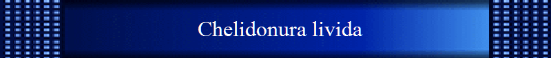 Chelidonura livida