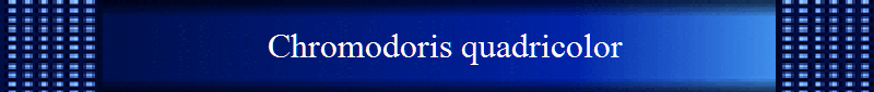 Chromodoris quadricolor