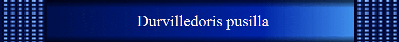 Durvilledoris pusilla