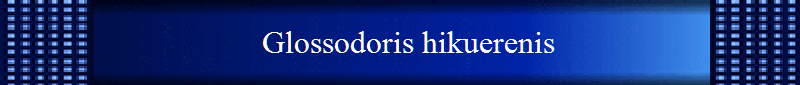 Glossodoris hikuerenis