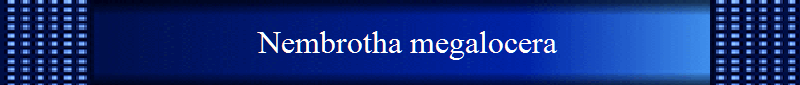 Nembrotha megalocera