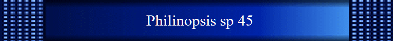 Philinopsis sp 45