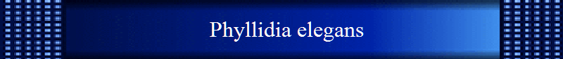 Phyllidia elegans