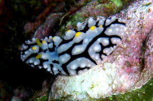 0409-1 (11b)
