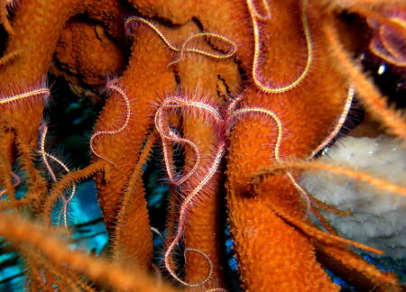 0409-1 (82)