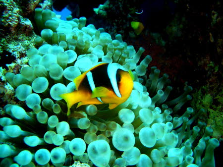 ACIMG1242