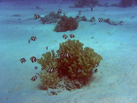 ACIMG4126