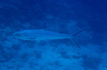 ACIMG4205