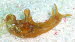 Aplysia punctata aCIMG8852
