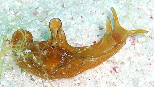 Aplysia punctata aCIMG8852