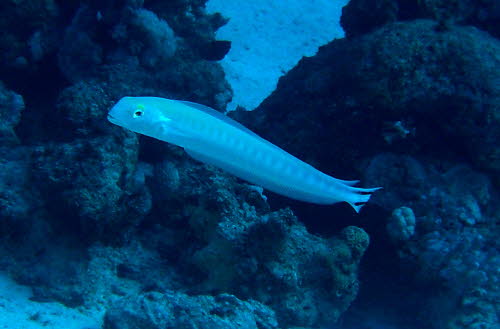 CIMG0367a