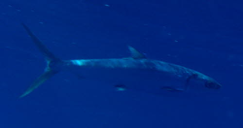 CIMG0533a