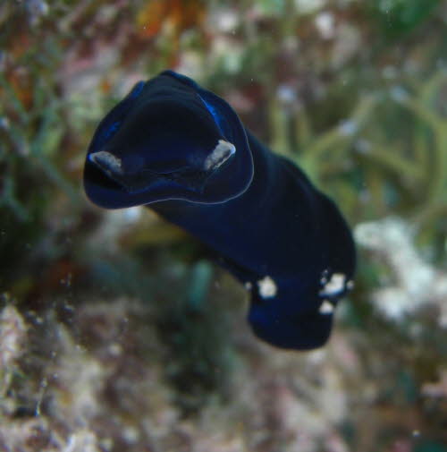 Chelidonura flavolobata 0409-1 (1)