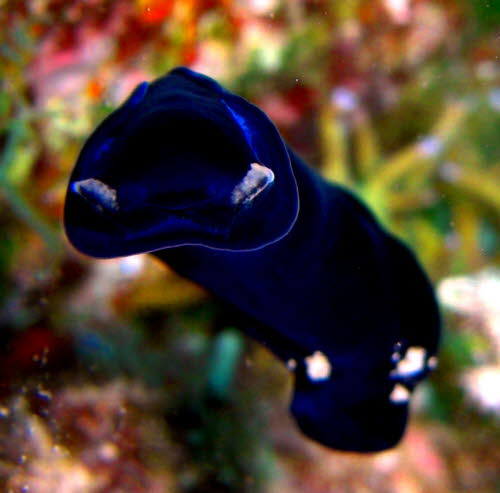 Chelidonura flavolobata 0409-1 (7)