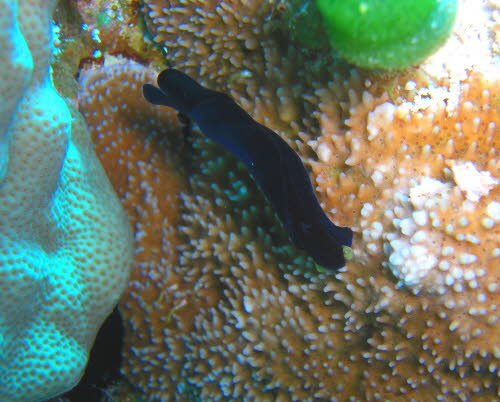 Chelidonura flavolobata 0709-1 (150)