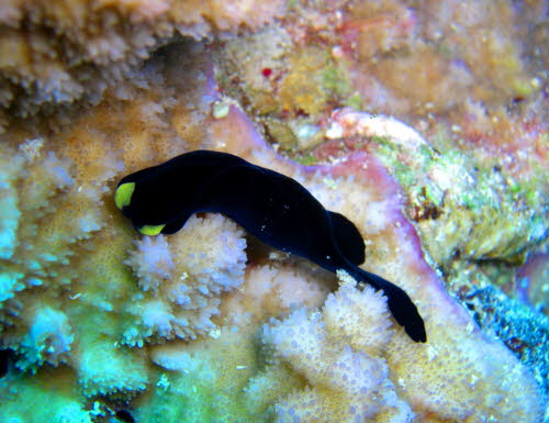 Chelidonura flavolobata 0709-1 (36)