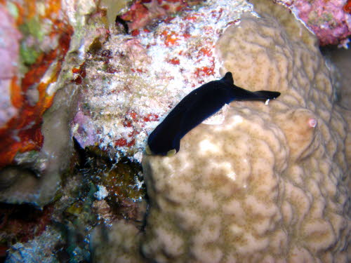 Chelidonura flavolobata ArchivBild (271)