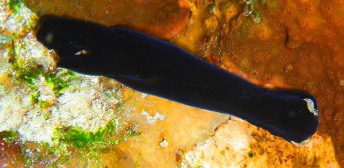 Chelidonura flavolobata aCIMG7265