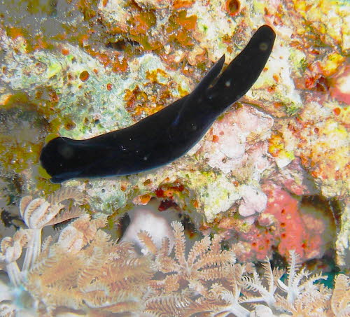 Chelidonura flavolobata aCIMG7401