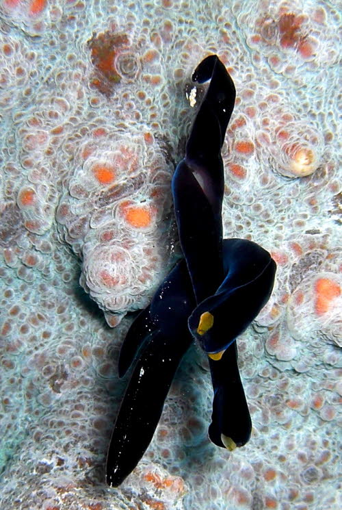 Chelidonura flavolobata aCIMG7625