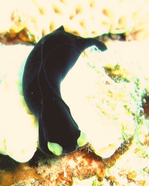 Chelidonura flavolobata xa1 (8)