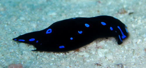 Chelidonura livida ArchivBild (666)