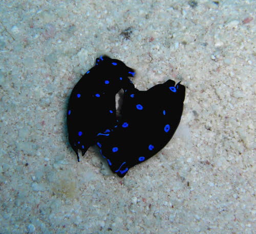 Chelidonura livida ArchivBild (765)