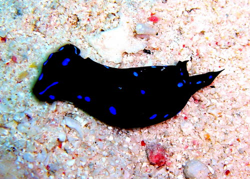 Chelidonura livida aCIMG8544 (2)