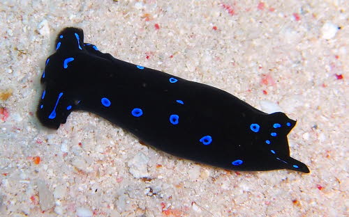 Chelidonura livida aCIMG8546a