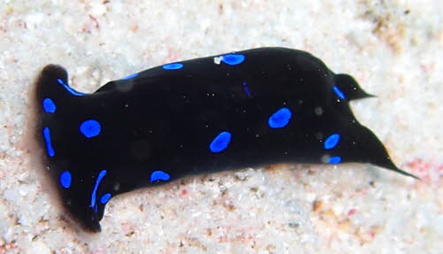 Chelidonura livida aCIMG9713