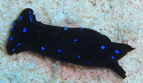 Chelidonura livida aCIMG9716