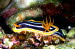 Chromodoris africana 0709-1 (221)