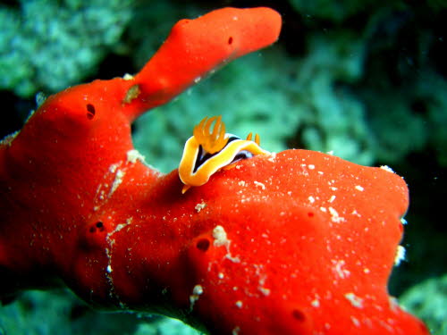 Chromodoris africana ArchivBild (3103)