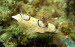 Chromodoris annulata 0409-1 (131)