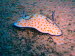 Chromodoris annulata ArchivBild (830)