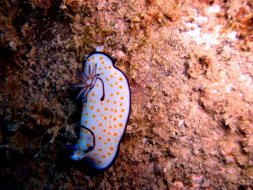 Chromodoris annulata ArchivBild (831)
