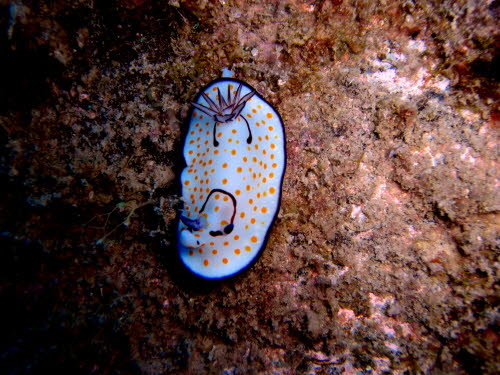 Chromodoris annulata ArchivBild (832)
