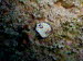 Chromodoris annulata ArchivBild (833)