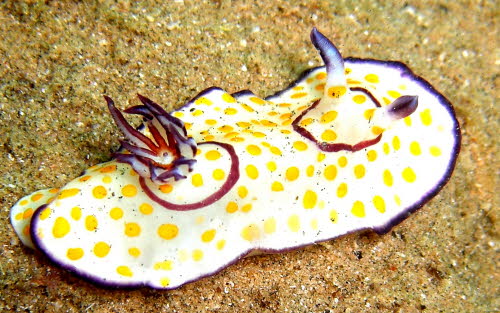 Chromodoris annulata aCIMG4045