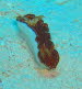 Chromodoris chalottae  aCIMG8513
