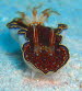 Chromodoris chalottae  aCIMG8519