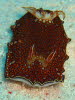 Chromodoris chalottae  aCIMG8522