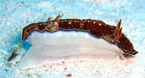 Chromodoris chalottae  �CIMG8532