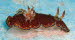 Chromodoris chalottae  aCIMG8533