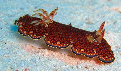 Chromodoris chalottae  aCIMG8535 (2)