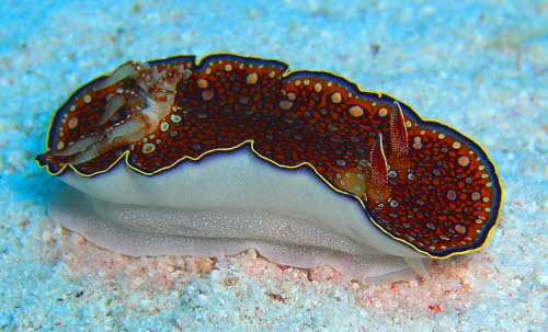 Chromodoris chalottae  aCIMG8539 (2)
