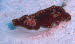 Chromodoris chalottae  aqCIMG8529