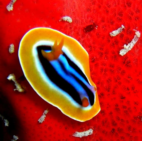 Chromodoris elizabethiana 0709-1 (45)B