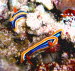 Chromodoris elizabethiana aCIMG1728