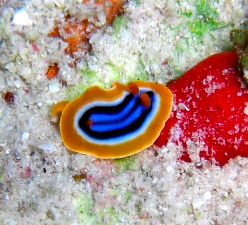 Chromodoris elizabethina CIMG0506